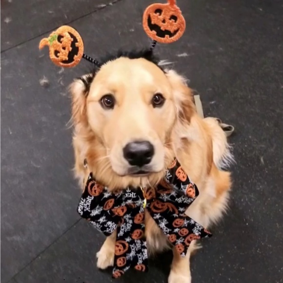 Meet your Posher, Jayme - Picture 1 of 1